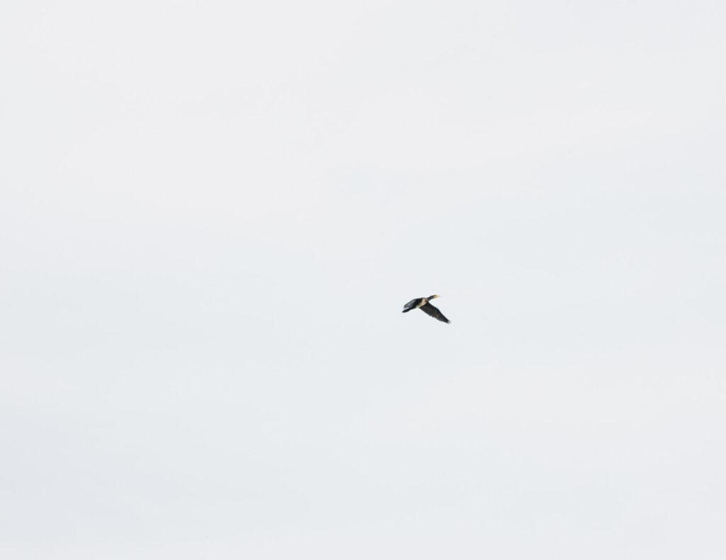 金沢港クルーズターミナルのそばを飛ぶ1羽のコアジサシ
