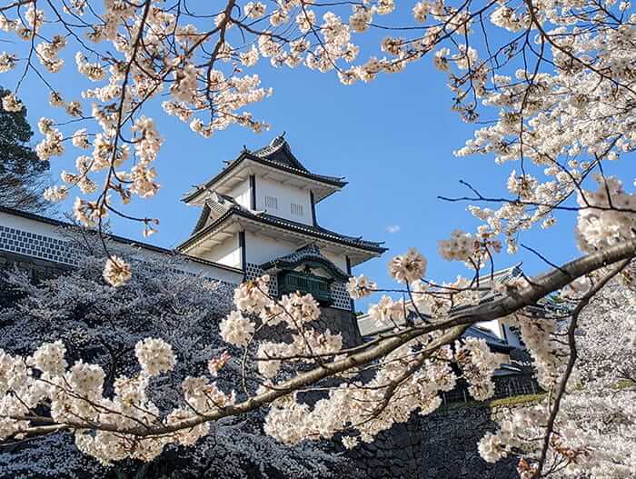 桜満開の金沢城公園