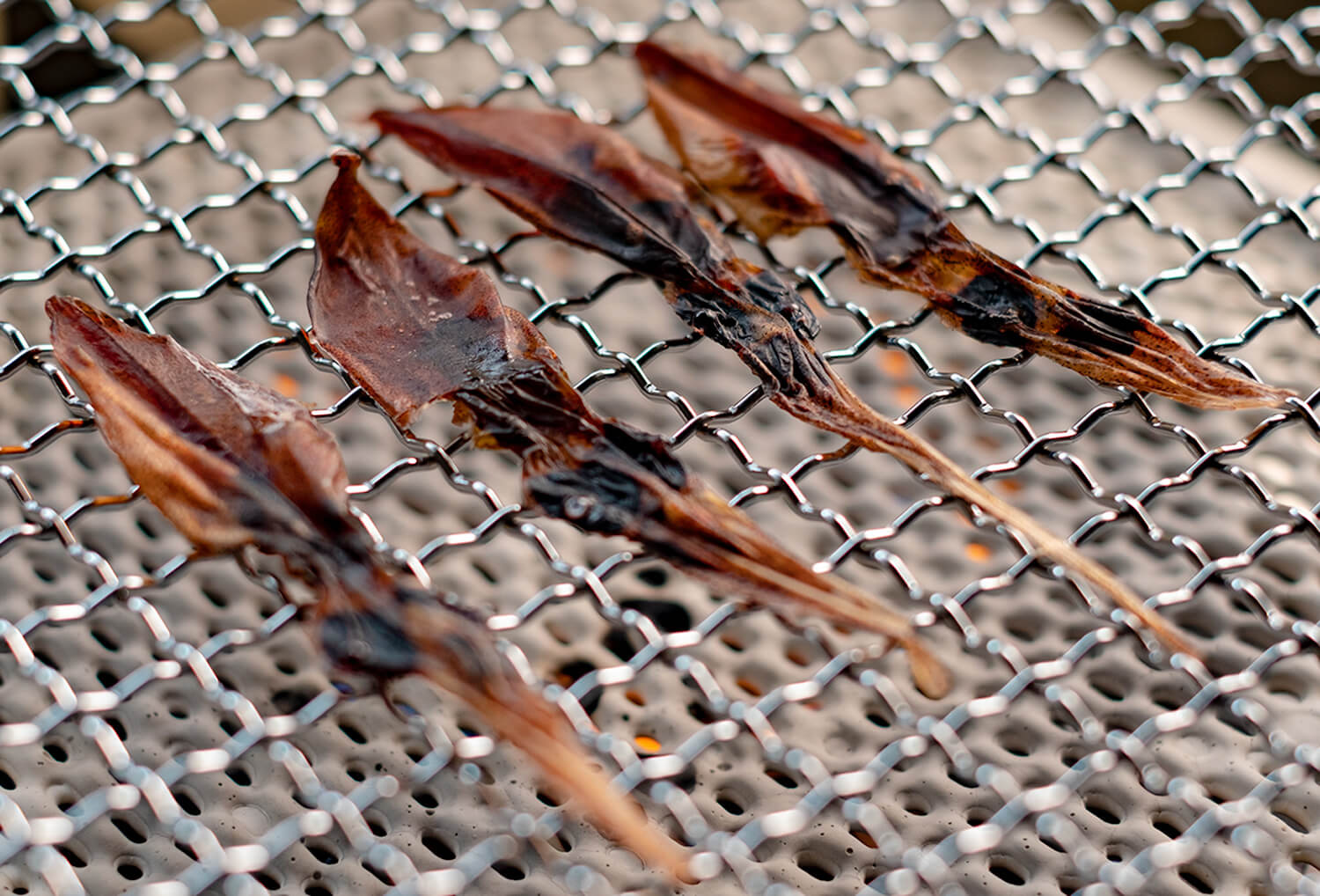 石川県のいろいろ珍味 10『干しほたるいか』 | WEBマガジン「金沢